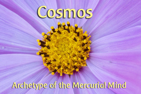 COSMOS Flower Essence