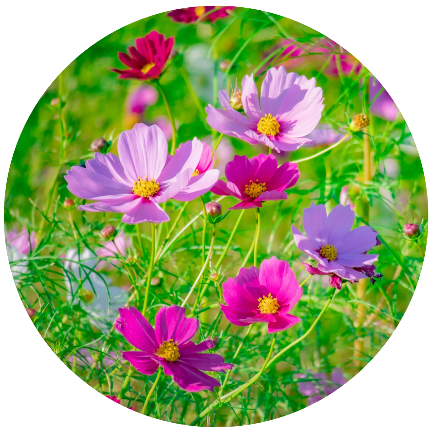 COSMOS Flower Essence